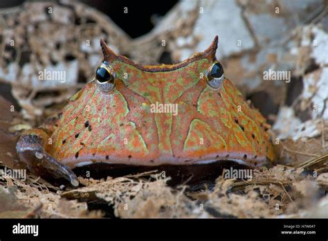 Amazon Horned Frog (Ceratophrys cornuta), Brownsberg Nature Park ...