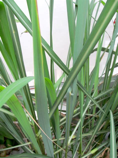 How to Grow Lemongrass Indoors or Outside