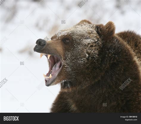 Growling Grizzly Bear Image & Photo (Free Trial) | Bigstock