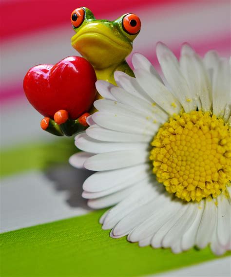 Free Images : petal, love, heart, food, spring, green, produce, frog, yellow, flora, close up ...