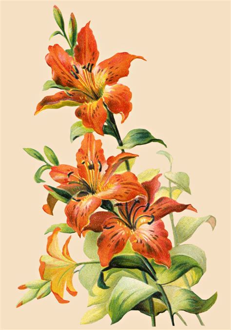 Tiger lily | Lilies drawing, Lily painting, Flower drawing