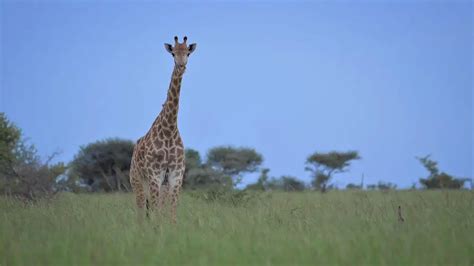 West African Giraffe - Worldwide Nature