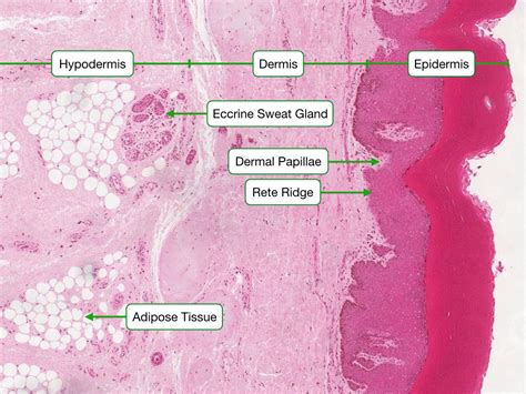 Histology Of Skin Lab