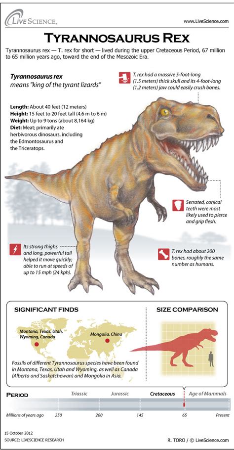 Dinosaur Profile: Tyrannosaurus Rex (Infographic) | Live Science