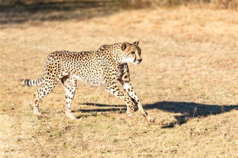 Cheetah Running in South Africa, Acinonyx Jubatus Stock Photo - Image ...