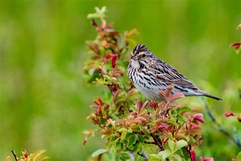 Malheur National Wildlife Refuge in June | RAINIER AUDUBON SOCIETY