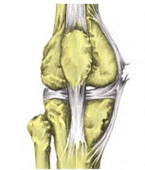 Common Knee Injuries - Brisbane Knee and Shoulder ClinicBrisbane Knee and Shoulder Clinic