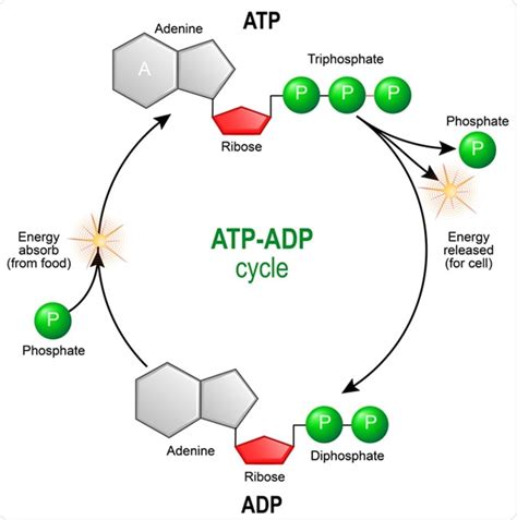 Metabolic Pathways Which Cells Obtain and Use Energy Include