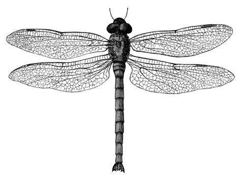 black and white clip art, vintage dragonfly clipart, digital stamp dragonfly, old dragonfly ...