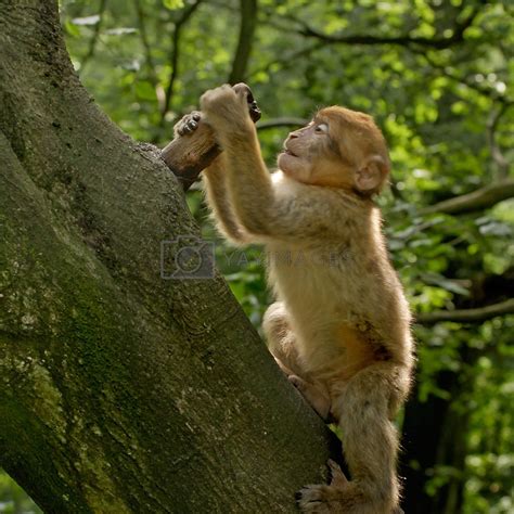 Monkey climbing by Gilbertdestoke Vectors & Illustrations with Unlimited Downloads - Yayimages