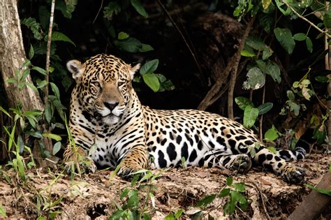 Pantanal Wildlife Photography Tour Announced by Ciclismo Classico