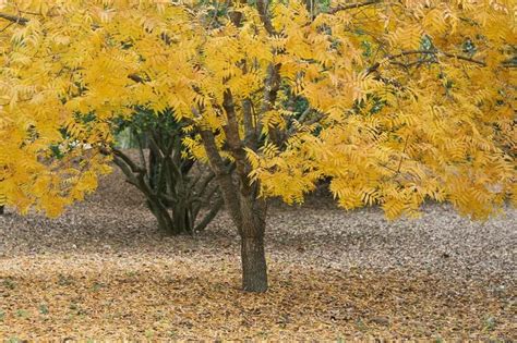 Thornless Honey Locust Tree Gleditsia Triacanthos - Etsy | Honey locust tree, Honey locust, Tree ...