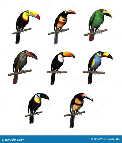 Toucan Varieties Royalty Free Stock Images - Image: 34146039