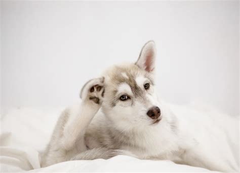 Skin Infections in Dogs | PetMD