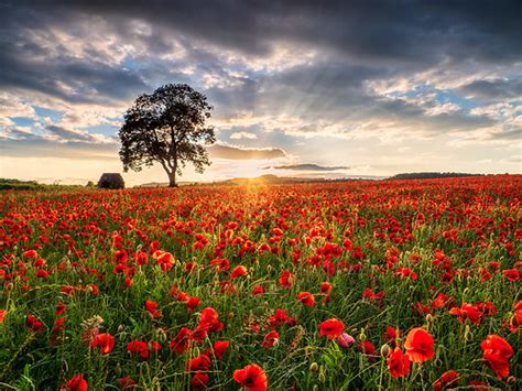 Poppy Field sunset | Wednesday evening I had my second visit… | Flickr