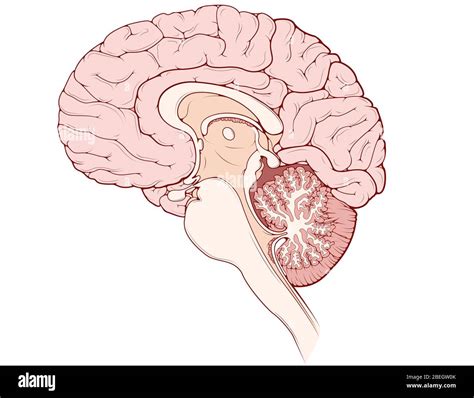 Brain Midsagittal View Unlabeled