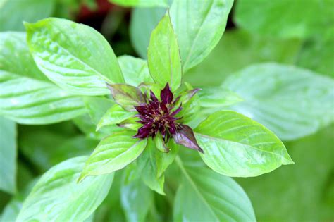 Thai basil | Plants, Thai basil, Herbs