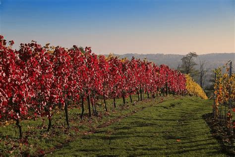 What Does a Vineyard Symbolize In the Bible? - Christian Faith Guide