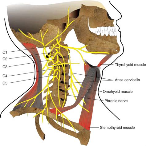 Cervical Plexus Block | Anesthesia Key