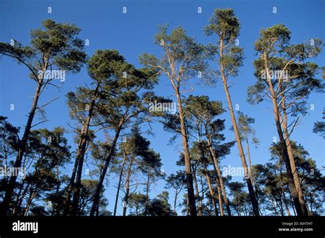 Monterey Pine Tree forest Cambria California Stock Photo - Alamy