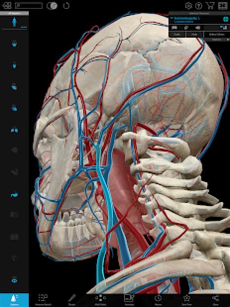 Visible body human anatomy atlas for windows - tidegs