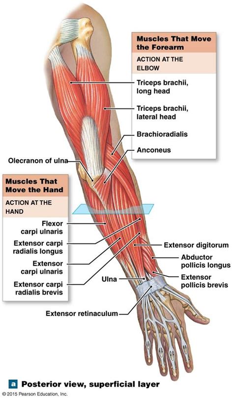 The muscles that move the forearm. | Human body anatomy, Human muscle anatomy, Muscle anatomy