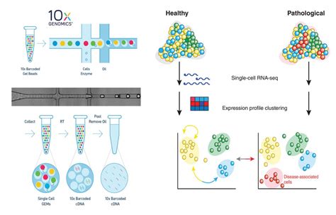 Unraveling the Secrets inside Single Cells