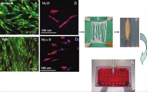 Cell culture and bioreactor system. Panels A-D depict the homogeneity ...