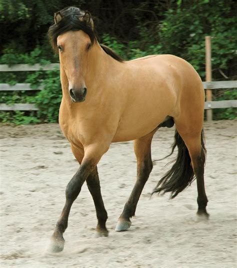 The model for "Spirit" was a 3-year-old Kiger stallion named Donner (this is not Donner in the ...