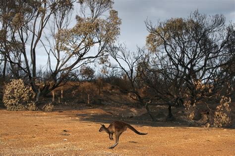 Australia’s fires have killed or imperiled 1 billion animals