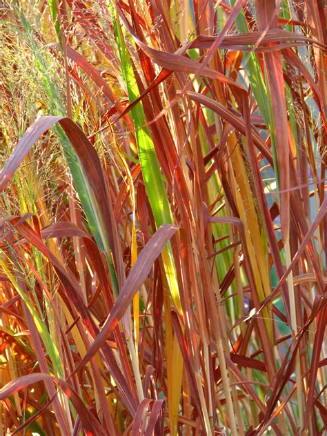 Plano Prairie Garden: Fall Colors - Grasses