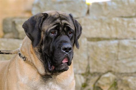 English Mastiff Growth Chart - How Big Do They Get?