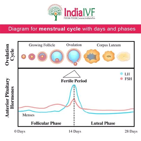 Menstruation Cycle: What Every Woman Should Know