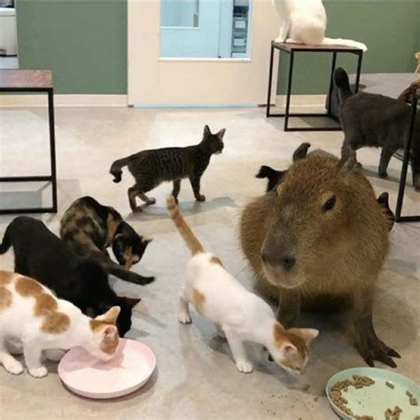 Please only refer to him with his proper title: King of Cats : r/capybara