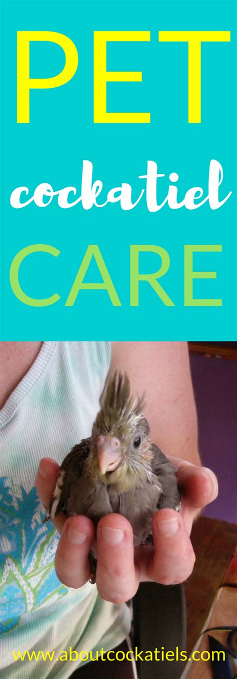 pet cockatiel care | Cockatiel care, Cockatiel, Bird care