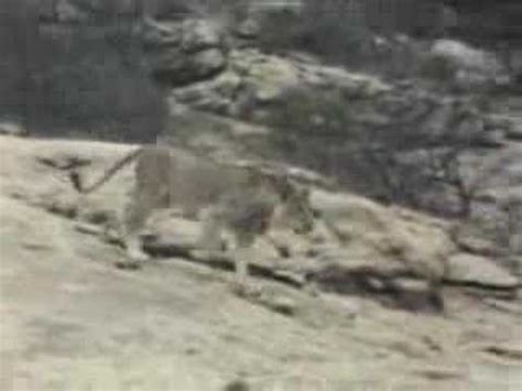 Christian the Lion- Reunion! - YouTube