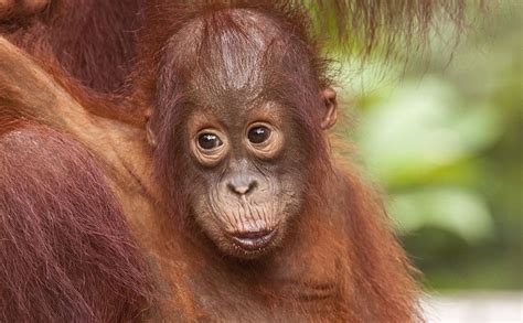 Our Top 8 Adorable Orangutans! | The Great Projects