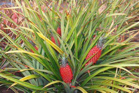 Hawaii Pineapple On The Beach - Pineapple Images, Stock Photos ...