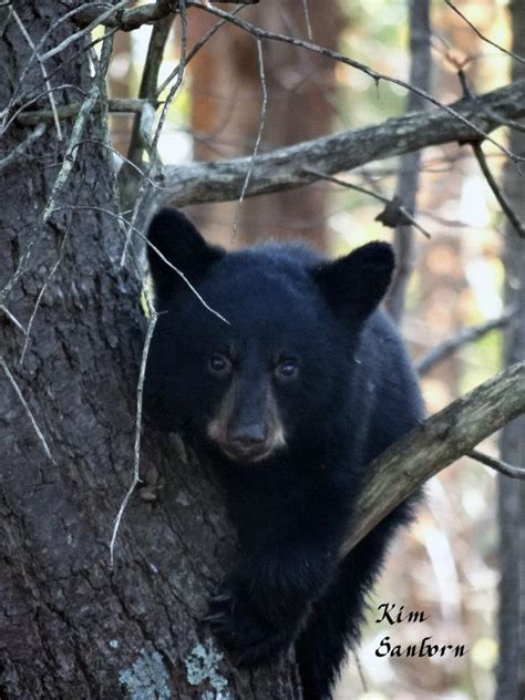 Black Bears Among Us - Maine Nature News