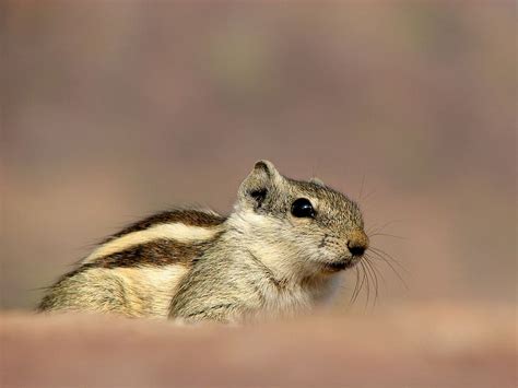 HD wallpaper: siberian chipmunk, pet, animal, rodent, india, bronze, squirrel | Wallpaper Flare