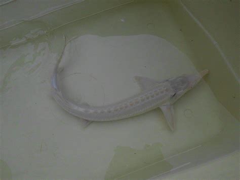 Albino Sterlet/Sturgeon | in Rawmarsh, South Yorkshire | Gumtree