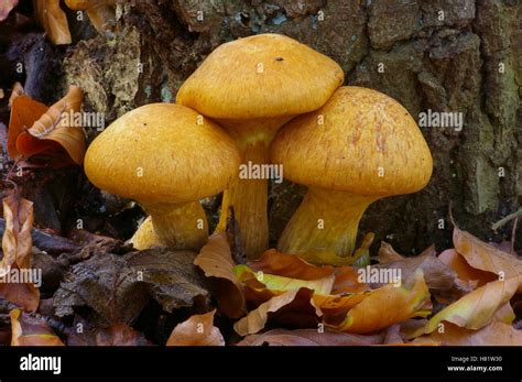 Laughing Jim (Gymnopilus junonius) mushroom, Clinge, Netherlands Stock Photo - Alamy