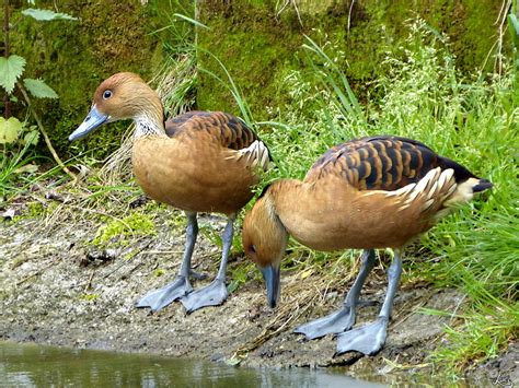 Gelbe Pfeifgans Dendrocygna bicolor Foto & Bild | tiere, zoo, wildpark & falknerei, natur Bilder ...