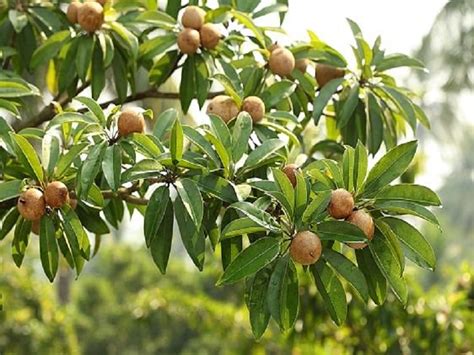 Sapota cultivation guide: জেনে নিন সহজ উপায়ে সবেদা চাষ পদ্ধতি