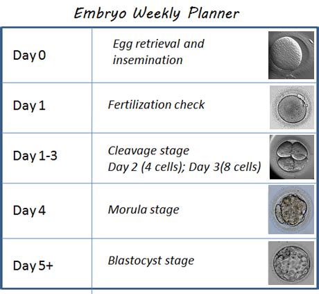 Grade C (poor quality) embryo success rates | Remembryo