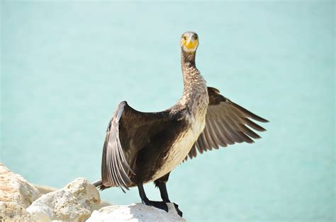 Kerguelen Shag Cormorant Sea - Free photo on Pixabay - Pixabay