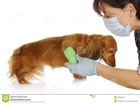 Veterinary care stock photo. Image of domestic, haired - 18292346