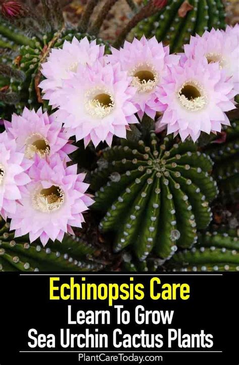 Echinopsis Cactus Care: Learn To Grow Urchin Cactus Plants | Cactus ...