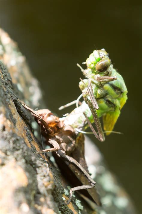 Dragonfly emerging from nymph stage. : wildlifephotography