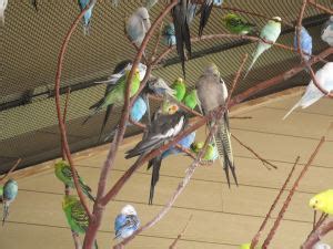 Indy Zoo Revue #4: The Birds II: Budgie & Lorie « Midlife Crisis Crossover!